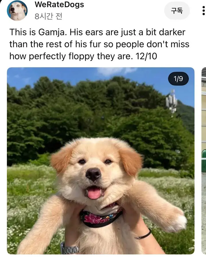 외국 유투브 채널에 소개된 한국 감자.