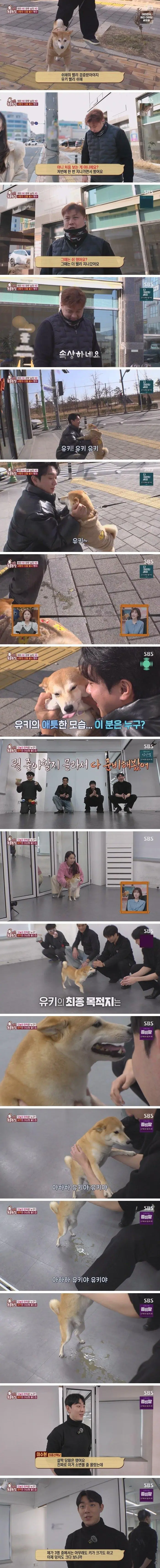 잘생긴 남자를 보면 실실웃고 오줌싸는 시바견.jpg_002