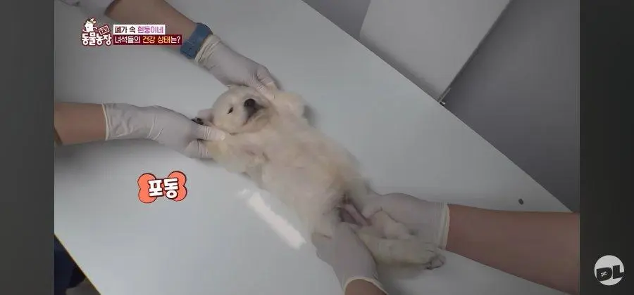 엑스레이 찍는 댕댕이.jpg_002