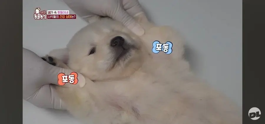 엑스레이 찍는 댕댕이.jpg_003