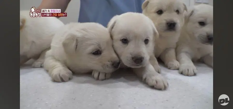 엑스레이 찍는 댕댕이.jpg_004