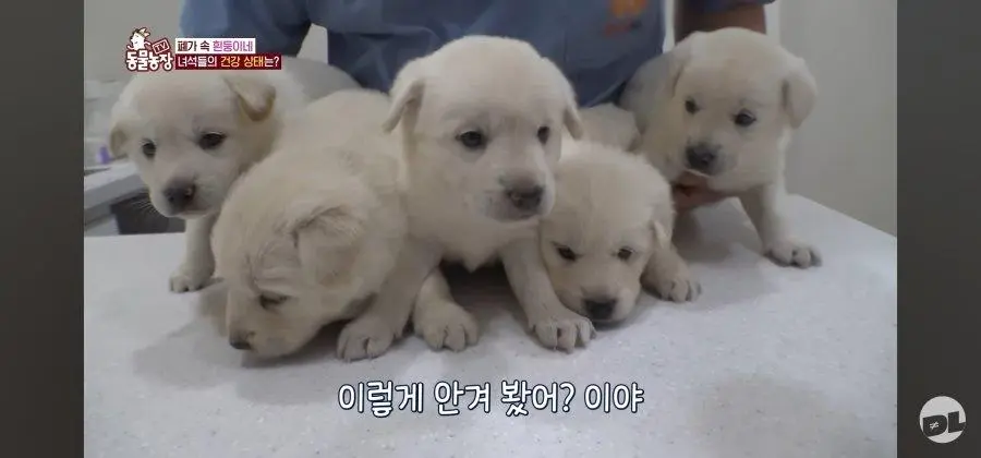 엑스레이 찍는 댕댕이.jpg_005